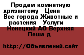 Продам комнатную хризантему › Цена ­ 250 - Все города Животные и растения » Услуги   . Ненецкий АО,Верхняя Пеша д.